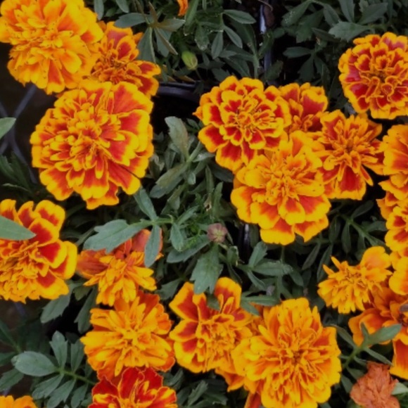 Meet your Posher, Jania - Picture 1 of 1